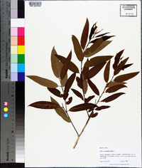 Salix caroliniana image