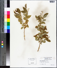 Salix amygdaloides image