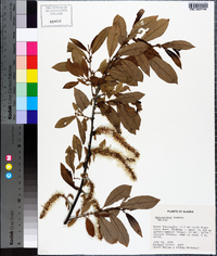 Salix barclayi image