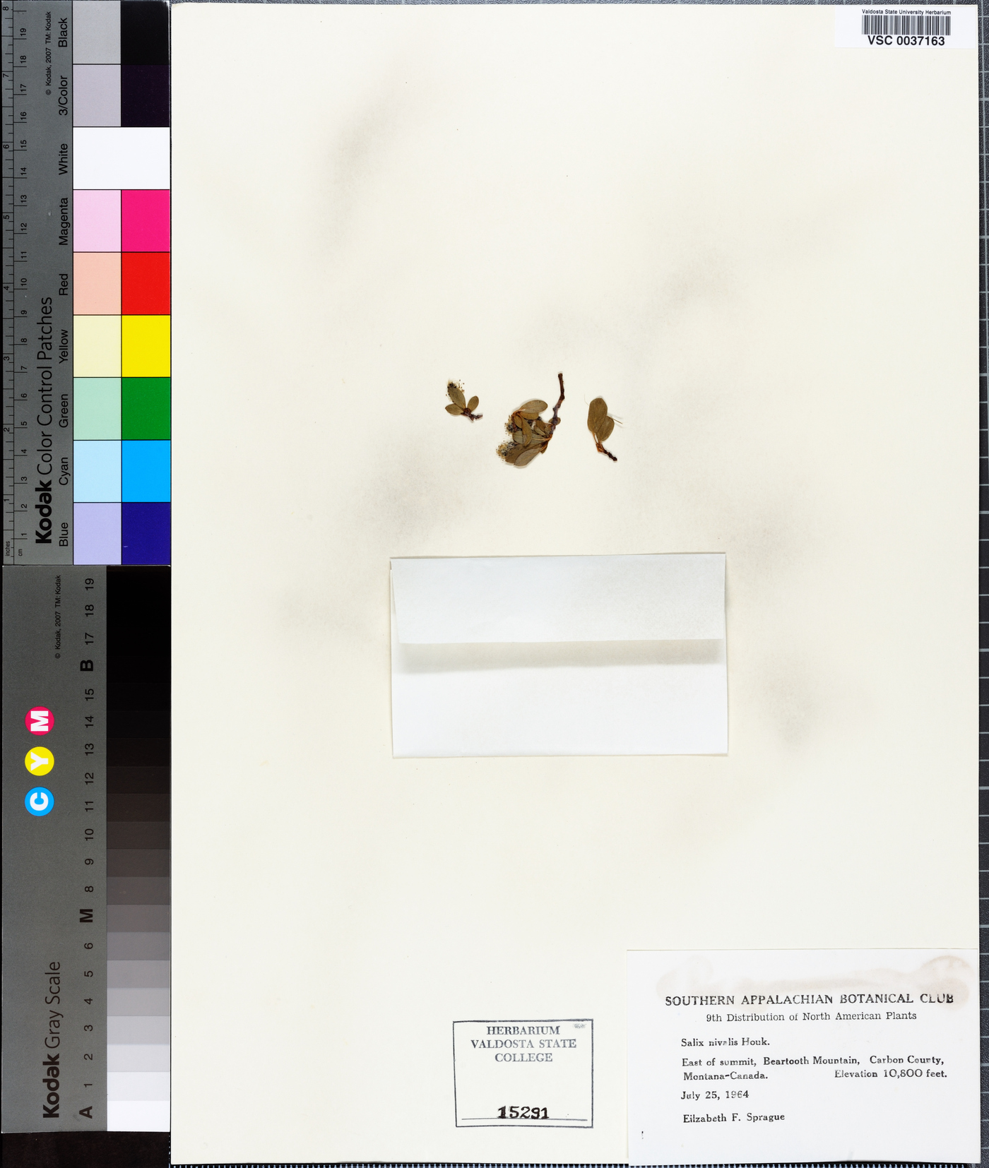 Salix nivalis image