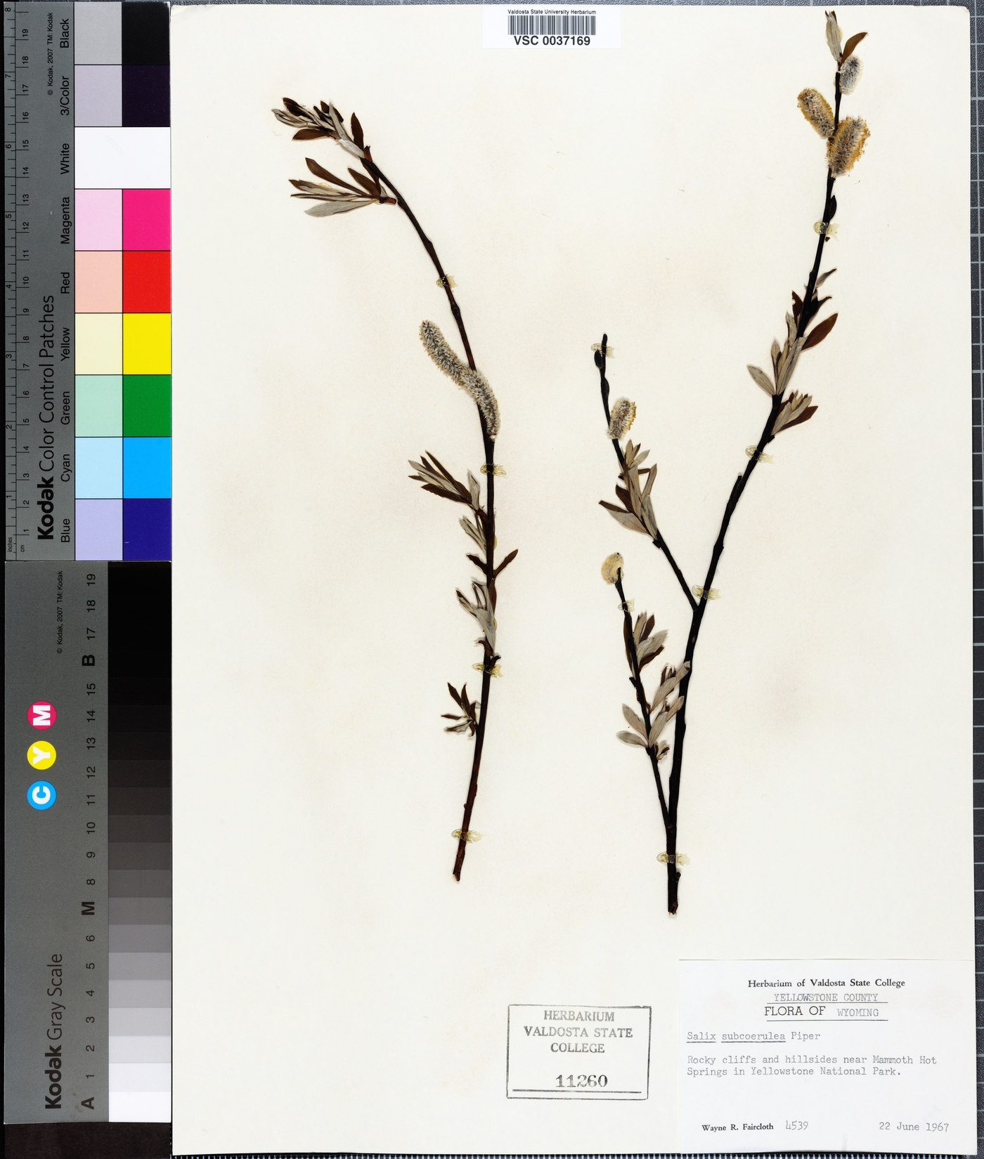 Salix subcoerulea image