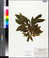 Exothea paniculata image