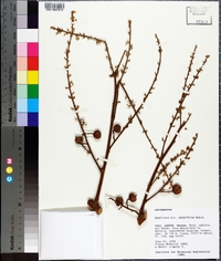 Image of Paullinia largifolia