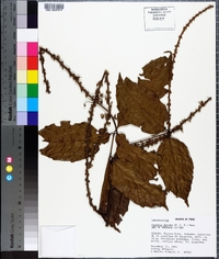 Paullinia obovata image