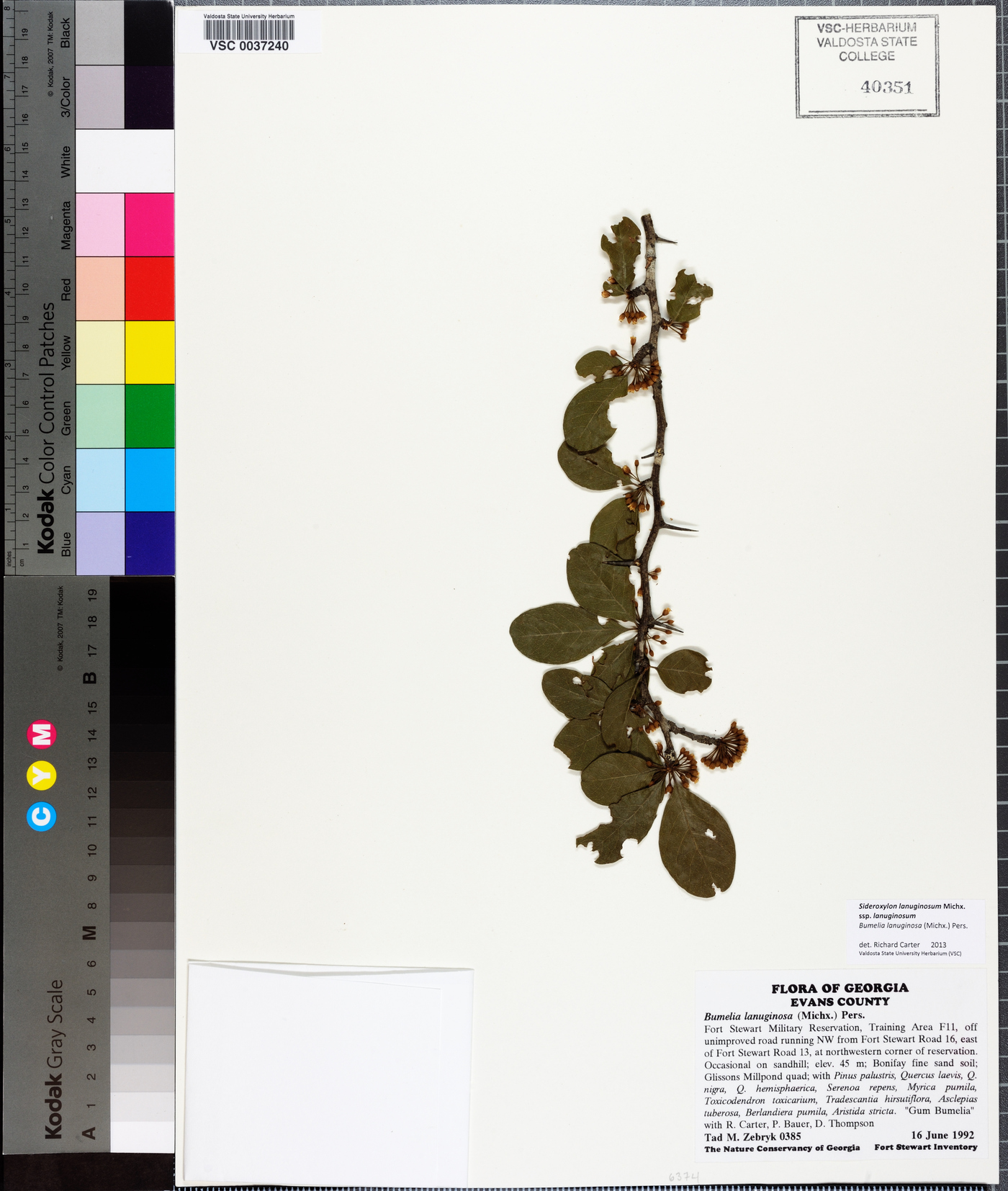 Sideroxylon lanuginosum subsp. lanuginosum image