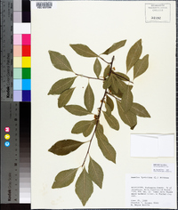 Sideroxylon lycioides image