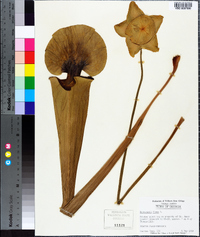 Sarracenia flava image