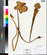 Sarracenia flava image