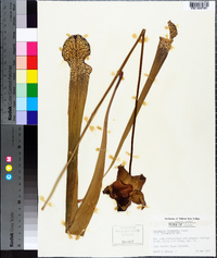 Sarracenia leucophylla image