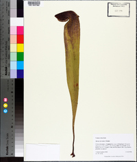 Sarracenia minor image