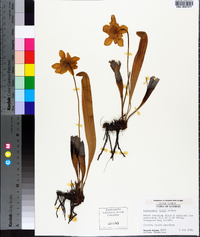 Sarracenia minor image