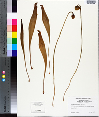 Sarracenia minor image