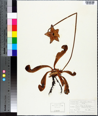 Sarracenia psittacina image