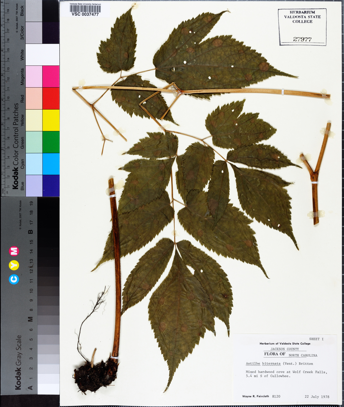 Astilbe biternata image