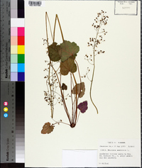 Heuchera americana image