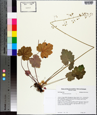 Heuchera americana image