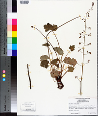 Heuchera americana image