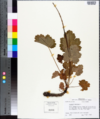 Heuchera americana image