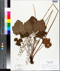 Heuchera americana image