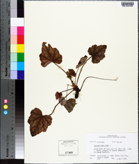 Heuchera americana image