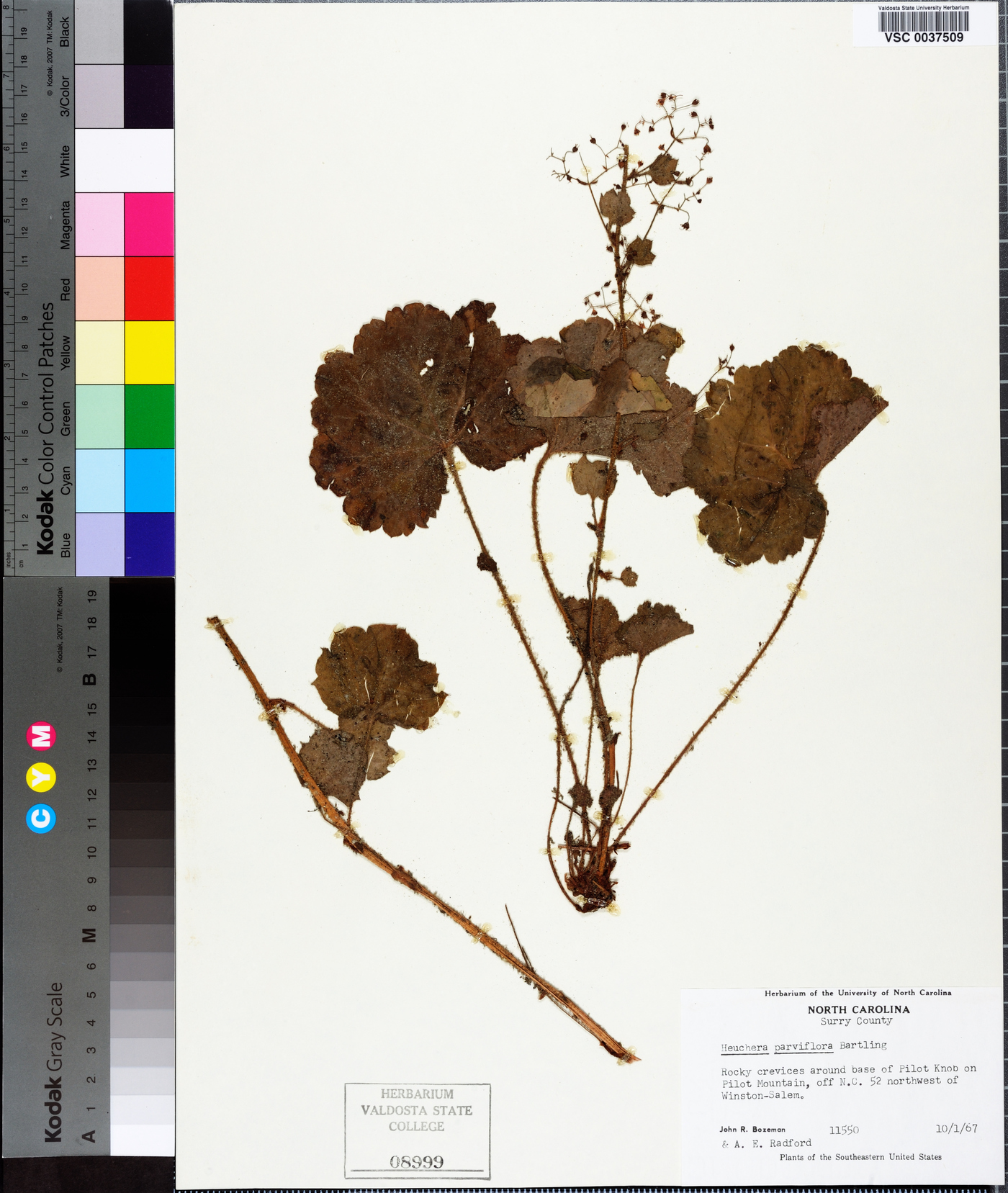 Heuchera parviflora image