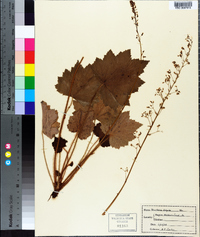 Heuchera americana image