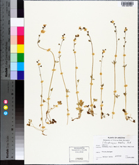 Lithophragma tenellum image