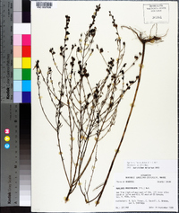 Agalinis fasciculata image
