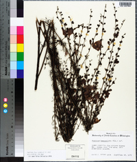 Agalinis fasciculata image
