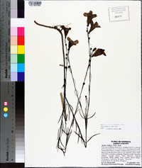 Agalinis linifolia image