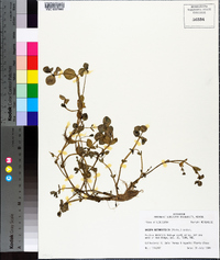 Bacopa rotundifolia image