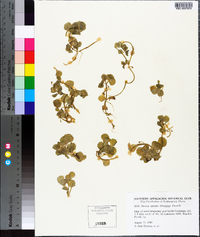 Bacopa egensis image