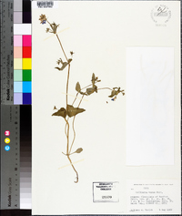 Collinsia verna image