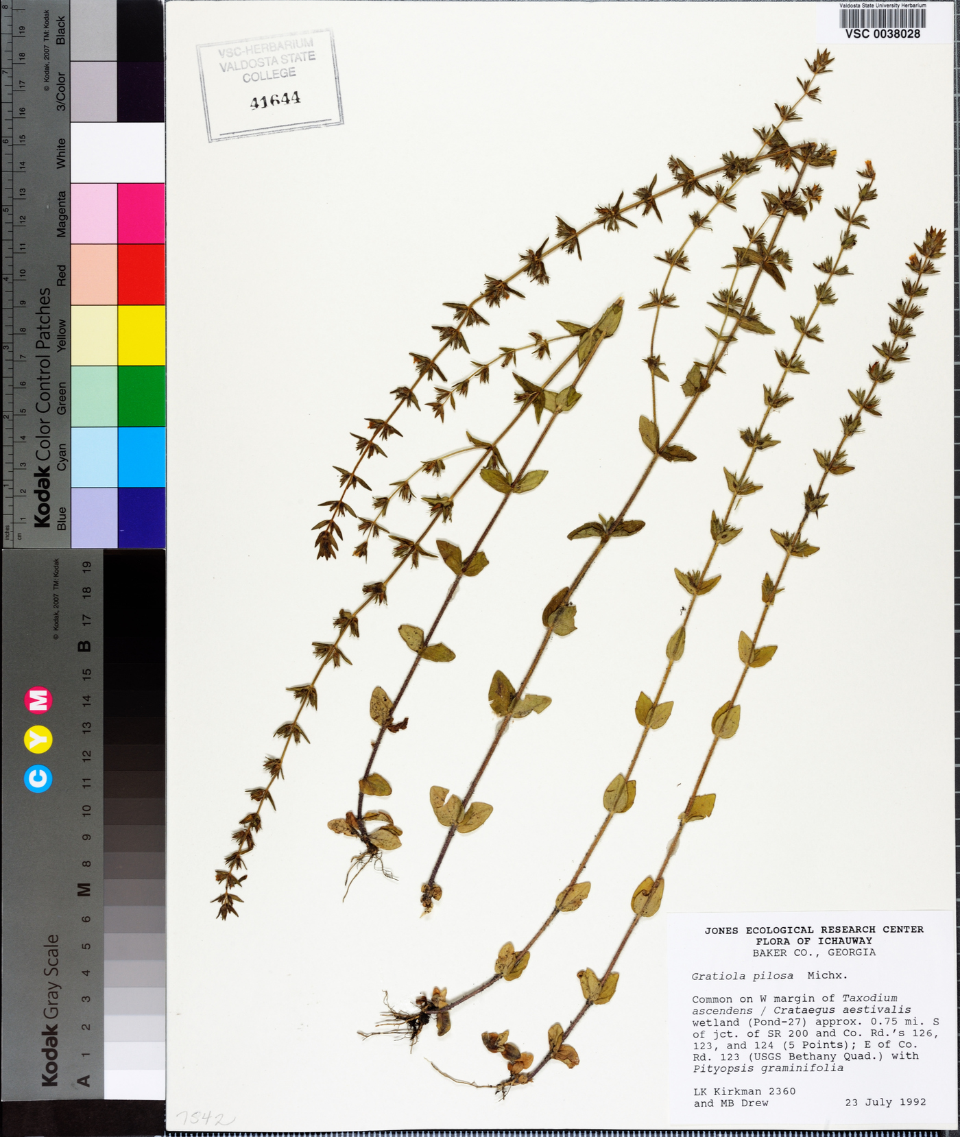 Gratiola pilosa image