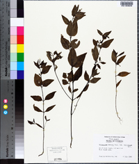 Melampyrum lineare image