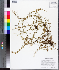 Micranthemum umbrosum image