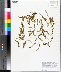 Micranthemum umbrosum image