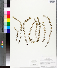 Micranthemum umbrosum image