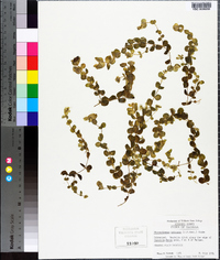 Micranthemum umbrosum image