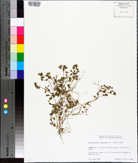 Micranthemum umbrosum image