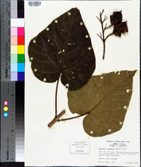 Paulownia tomentosa image