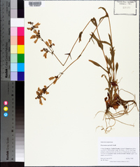 Penstemon australis image