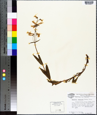 Penstemon canescens image