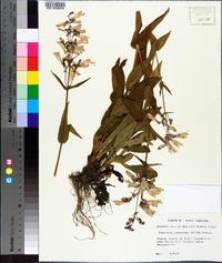 Penstemon canescens image