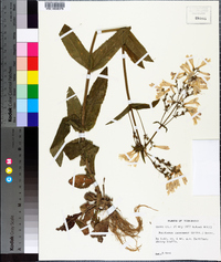 Penstemon canescens image