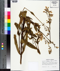 Penstemon multiflorus image