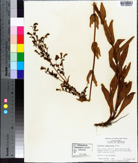 Penstemon multiflorus image