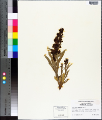 Penstemon humilis image