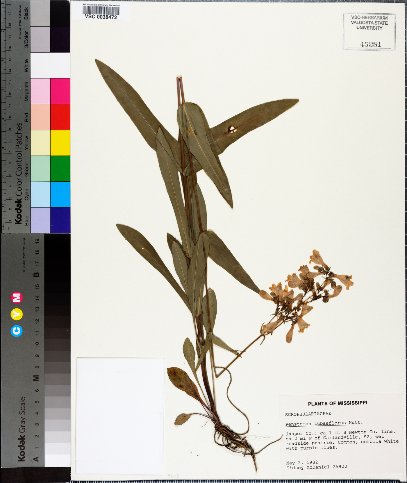 Penstemon tubiflorus image
