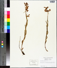 Penstemon virens image